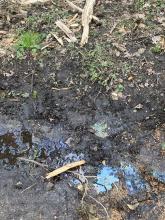 Ölfilm auf dem Oberflächenwasser durch einen Defekt an Forstmaschinen