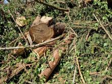 Waren auch dickere Stämme dabei