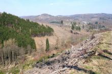 Nordseite Hasseln - am Wanderweg L2 - Bad Laasphe-Süd 23