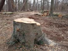 Wald bei Mönchbruch