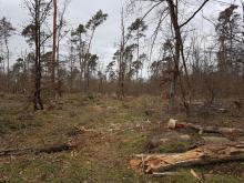 Wald bei Mönchbruch