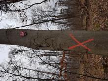 Wald bei Mönchbruch