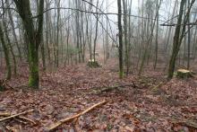 Verjüngungsfällung ? - an Wanderweg L1 - zwischen Kirschboden (Struthberg) und Sellenberg