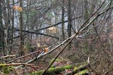 Verjüngungsfällung ? - an Wanderweg L1 - zwischen Kirschboden (Struthberg) und Sellenberg