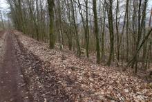 Verjüngungsfällung ? - an Wanderweg L1 - zwischen Kirschboden (Struthberg) und Sellenberg