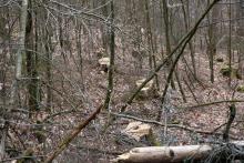 Verjüngungsfällung ? - an Wanderweg L1 - zwischen Kirschboden (Struthberg) und Sellenberg