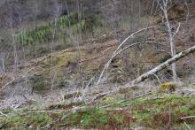 Flur 7 &quot;Ungeheuer Loch&quot; - an der L903 Puderbach - Dodoll - teilweise Biotop §30 - Landschaftsschutzgebiet - Ökokontomaßnahme teilweise