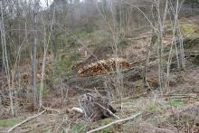 Flur 7 &quot;Ungeheuer Loch&quot; - an der L903 Puderbach - Dodoll - teilweise Biotop §30 - Landschaftsschutzgebiet - Ökokontomaßnahme teilweise