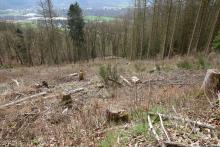 Neue Fotos - oberhalb Amalienhütte - Niederlaasphe