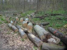 Gefällte+zersägte Buchen