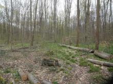 Bucheneinschlag im Schutzgebiet