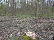 Bucheneinschlag im Schutzgebiet
