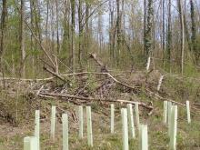 Kahlschlag-/Aufforstungsfläche