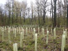 Kahlschlag-/Aufforstungsfläche