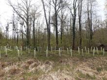 Kahlschlag-/Aufforstungsfläche