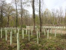 Kahlschlag-/Aufforstungsfläche