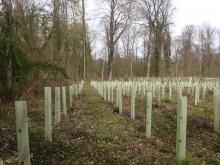 Kahlschlag-/Aufforstungsfläche