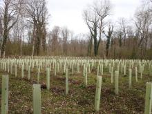 Kahlschlag-/Aufforstungsfläche