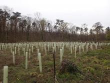 Kahlschlag-/Aufforstungsfläche