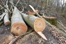 Gesunde Buchen wurden gefällt FFH Gebiet Zschopautal