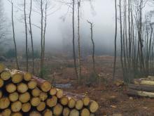Holzstapel in der Umgebung des Naturschutzgebietes