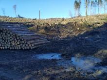 Kahlschlag, Wegeschäden und Lagerung der Stämme auf Bachlauf / Sumpfgebiet