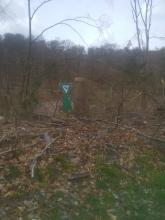 Baumstümpfe im / am Naturschutzgebiet (?)