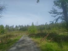 sich erholendes Kahlschlaggebiet