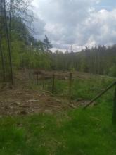 Ebenfalls erkennbar: Umwälzung des Bodens, im Hintergrund die naturbelassene Fläche