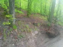 Massives Ausbaggern einer Rinne am Wegesrand, Wurzelschäden, Verdichten des Bodens