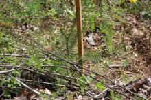 Nadelbaum-Anpflanzung - Puderbach - Mittlerer Stein - in 2023