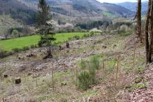 Nadelbaum-Anpflanzung - Puderbach - Mittlerer Stein - in 2023