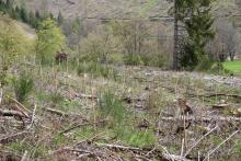 Nadelbaum-Anpflanzung - Puderbach - Mittlerer Stein - in 2023