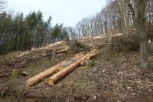 Niederlaasphe Ost/Süd - zwischen &quot;Vor der Hardt&quot; und &quot;Hinter der Hardt&quot; - oberhalb des Weges - Flurstück 23