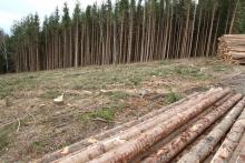 K53 - Am Heu links - zwischen Sassenhausen und Weidenhausen - am Wanderweg W3 / W4