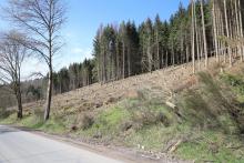 Unterstes Mittelköpfchen - direkt an der K53 zwischen Bad Laasphe und dem Harfeld - FFH und Landschaftsschutzgebiet