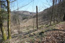 S/O Gebranntes Köpfchen - nördlich Alte Burg - am Wanderweg L6 - 3-faches Schutzgebiet
