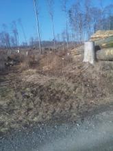 Wiederbefahrung und Beschädigung des ehemaligen Waldbodens zur Teilabholzung der Bäume im Hintergrund