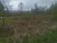 früher stattgefundene Fällung (Zeitraum unbekannt)