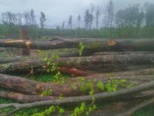 Sie treiben noch aus :-(