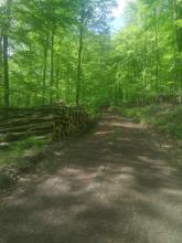 Massive Entkernung des alten Buchenwaldes