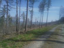Limes-Radweg Blickrichtung Osten