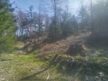 Auch im verbliebenen Wald wird eingeschlagen