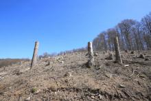 Eschelbach 573 m - Westflanke - dreifaches Schutzgebiet (NSG, FFH, Landschaftsschutzgebiet)