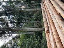 Verstärkter Einschlag im ganzen Waldgebiet im Altbestand 80-120 Jahre