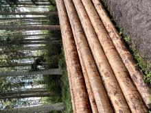 Verstärkter Einschlag im ganzen Waldgebiet im Altbestand 80-120 Jahre