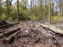 Auflichtungen und Bodenverdichtungen im Schutzgebiet